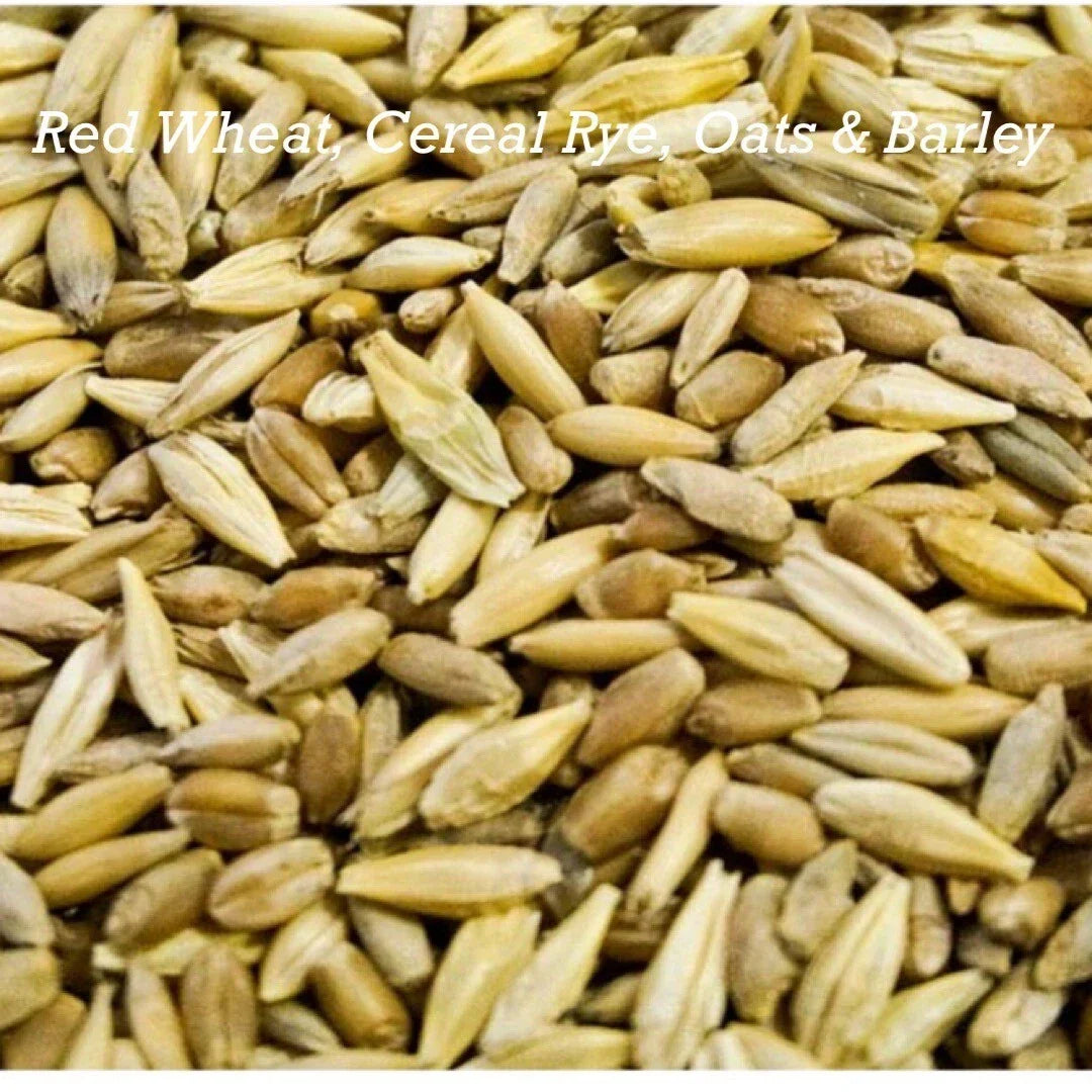 Cat Grass Mix Seeds - 300+ Pet Safe Blend of Red Wheat, Barley, Oats & Cereal Rye - Triticum aestivum, Hordeum vulgare, Avena sativa, Secale cereale