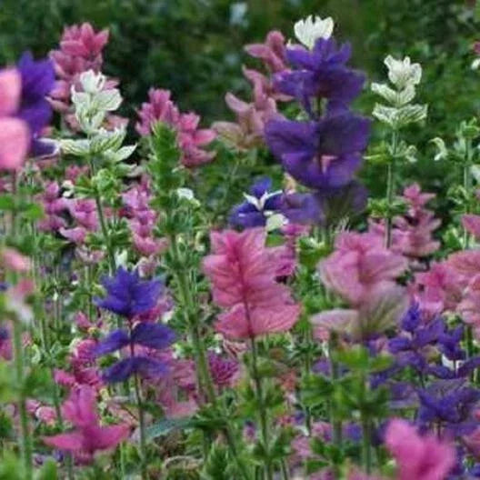 Clary Sage Seeds - 200 Non-GMO Tricolor Mix, Salvia sclarea, Native Wildflower, Attracts Pollinators, Easy to Grow
