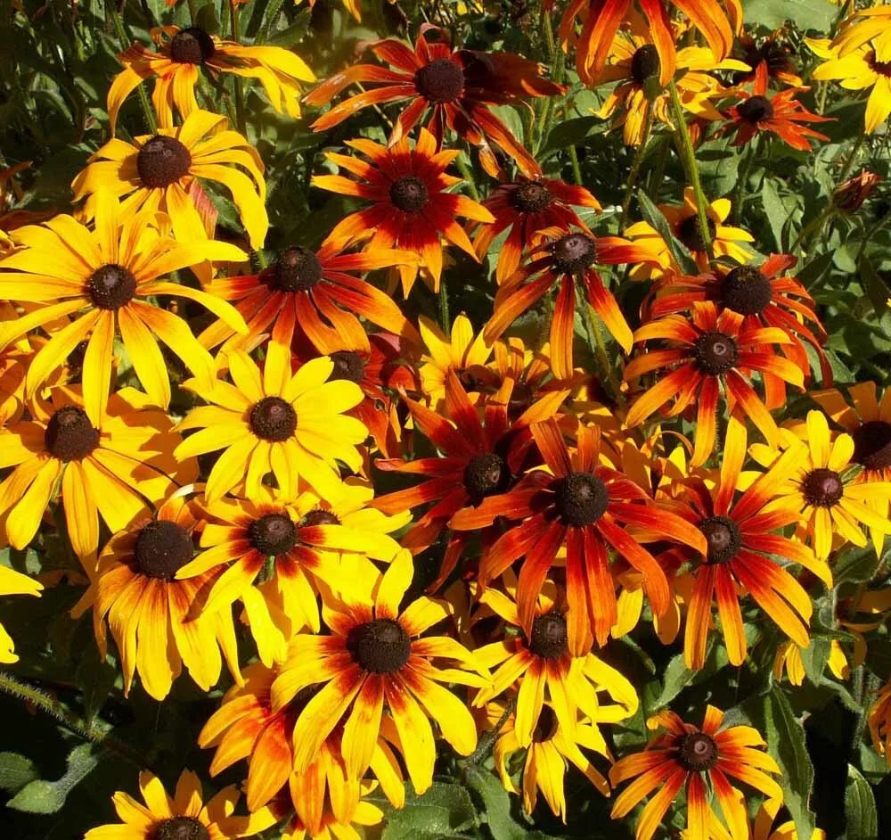 Gloriosa Daisy Seeds - 300+ Count Perennial Wildflower Seeds - Rudbeckia hirta - Native Pollinator Friendly Garden Seeds