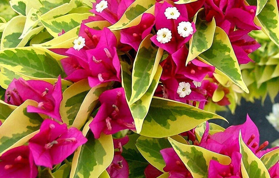 Pink Pixie Queen Bougainvillea Starter Plant - Small Well-Rooted Tropical Flowering Vine - Bougainvillea glabra