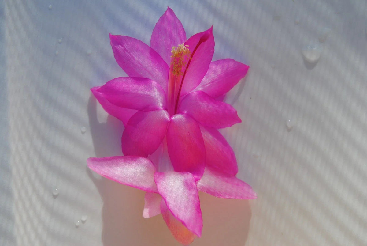 Christmas Cactus Starter Plant - Small Well-Rooted Schlumbergera Truncata - Ideal for Home or Office Decor