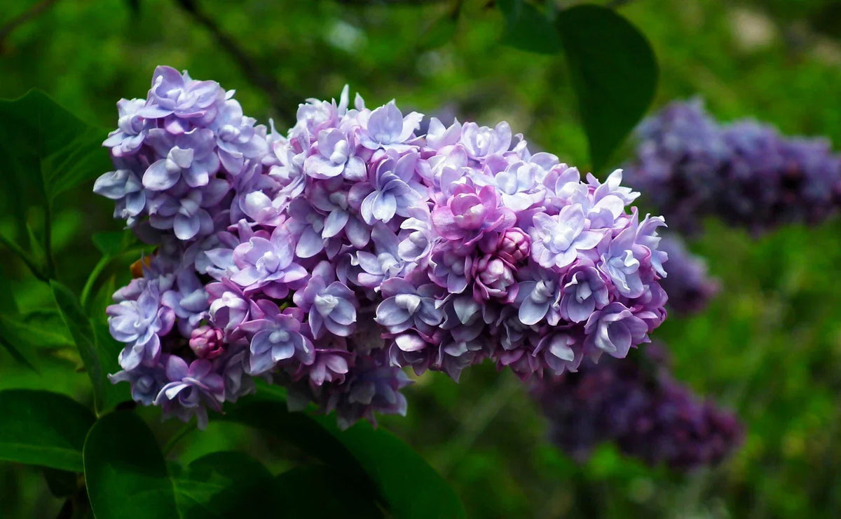 Live French Lilac Plant 2-Gallon President Grevy Variety Syringa vulgaris Fragrant Lavender-Blue Blooms