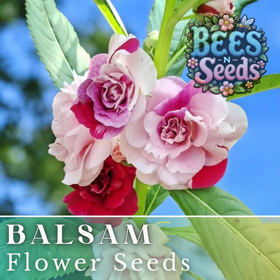 Balsam Seeds 75 Pack - Impatiens Balsamina - Colorful Flower Seeds for Garden & Patio Containers