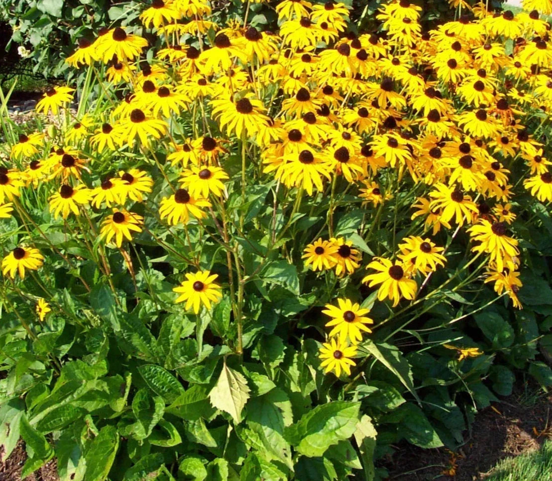 Black-Eyed Susan Plants - 2+1 Free - Golden Yellow Daisy - Rudbeckia hirta - Full Sun Blooms July-Oct - Perennial Garden Flowers