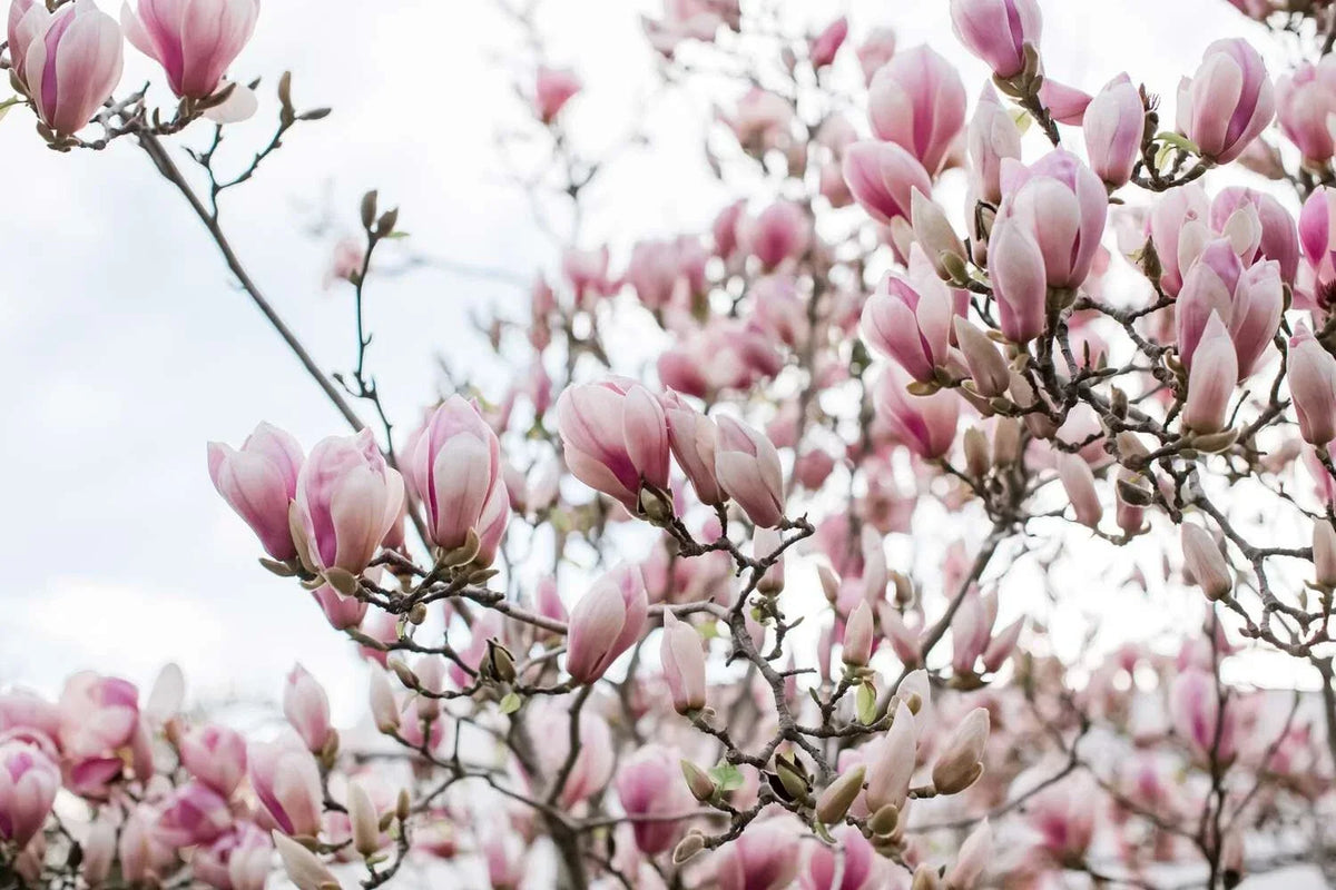 Fresh Unrooted Cuttings of Saucer Pink Magnolia - Magnolia x soulangeana - 10 Cuttings for Easy Propagation and Stunning Blooms
