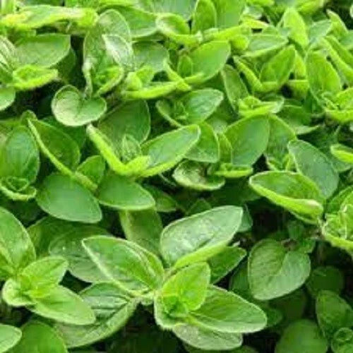 Organic Sweet Marjoram Seeds - Heirloom Culinary Herb - Origanum majorana - Non-GMO, Easy to Grow for Home Gardening