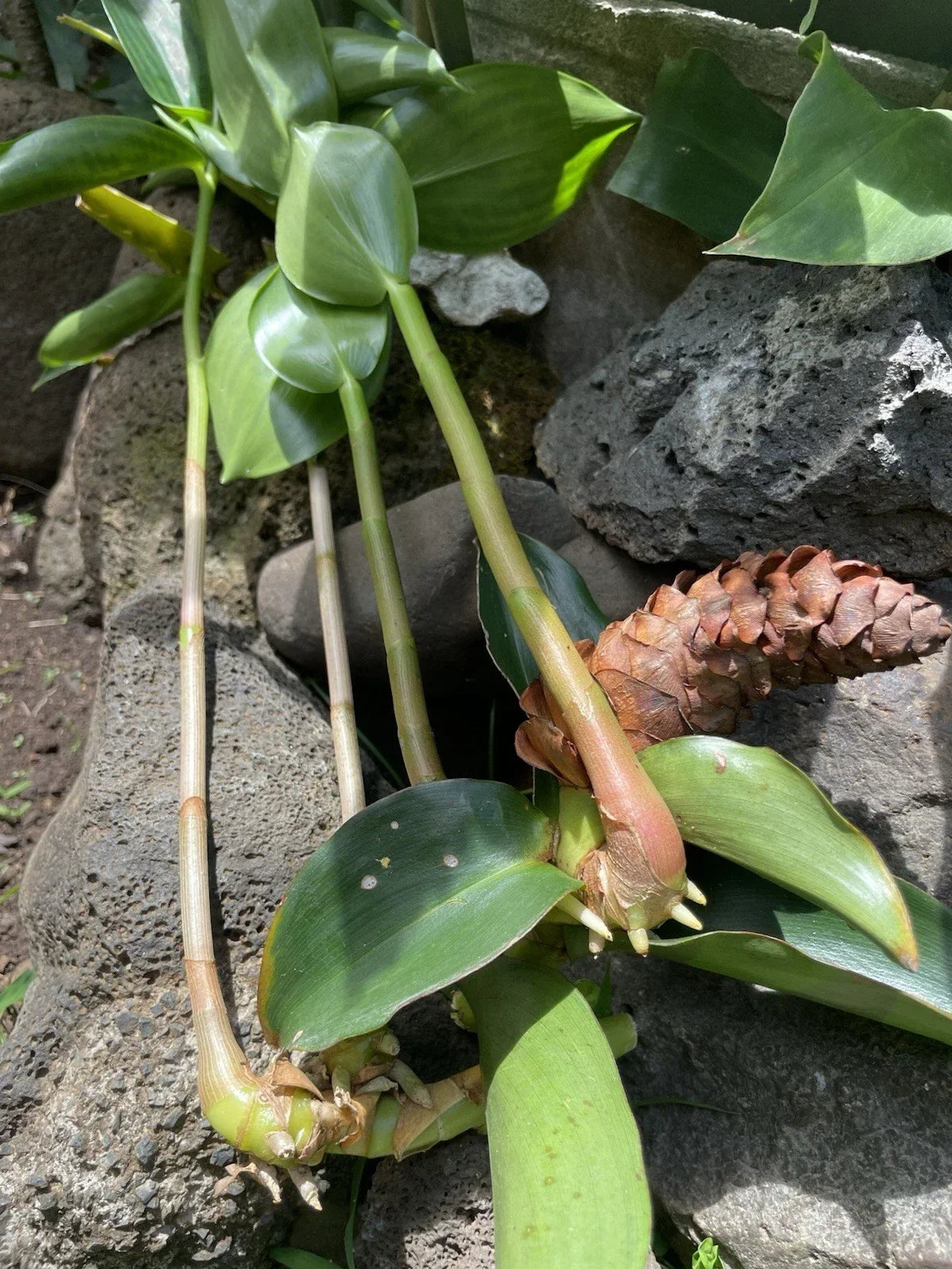 Costus Woodsonii Cuttings - 12 Organic Red Indian Head Ginger - Hawaii Grown - Tropical Plants for Garden & Home