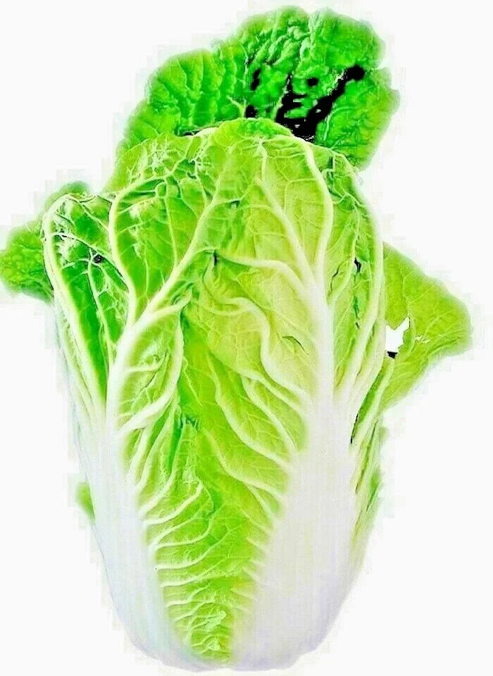 Chinese Cabbage Seeds 100+ Heirloom for Microgreens & Salads, Brassica rapa subsp. pekinensis - Non-GMO Garden Vegetable