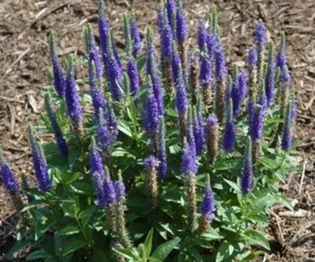 Speedwell Plant - Potted Veronica 'Royal Candles' - Blue Blooms - Veronica spicata - Hardy Perennial for Gardens
