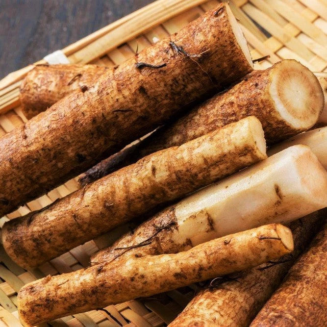 Burdock Seeds Packet - Articum Lappa Kinpira Gobo Ngao Pong Heirloom Vegetable Seeds for 2025 Planting