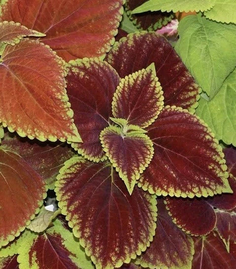 Coleus Seeds Rainbow Mix | 500 Seeds | Colorful Shade Plant | Plectranthus scutellarioides | Ideal for Containers & Groundcover