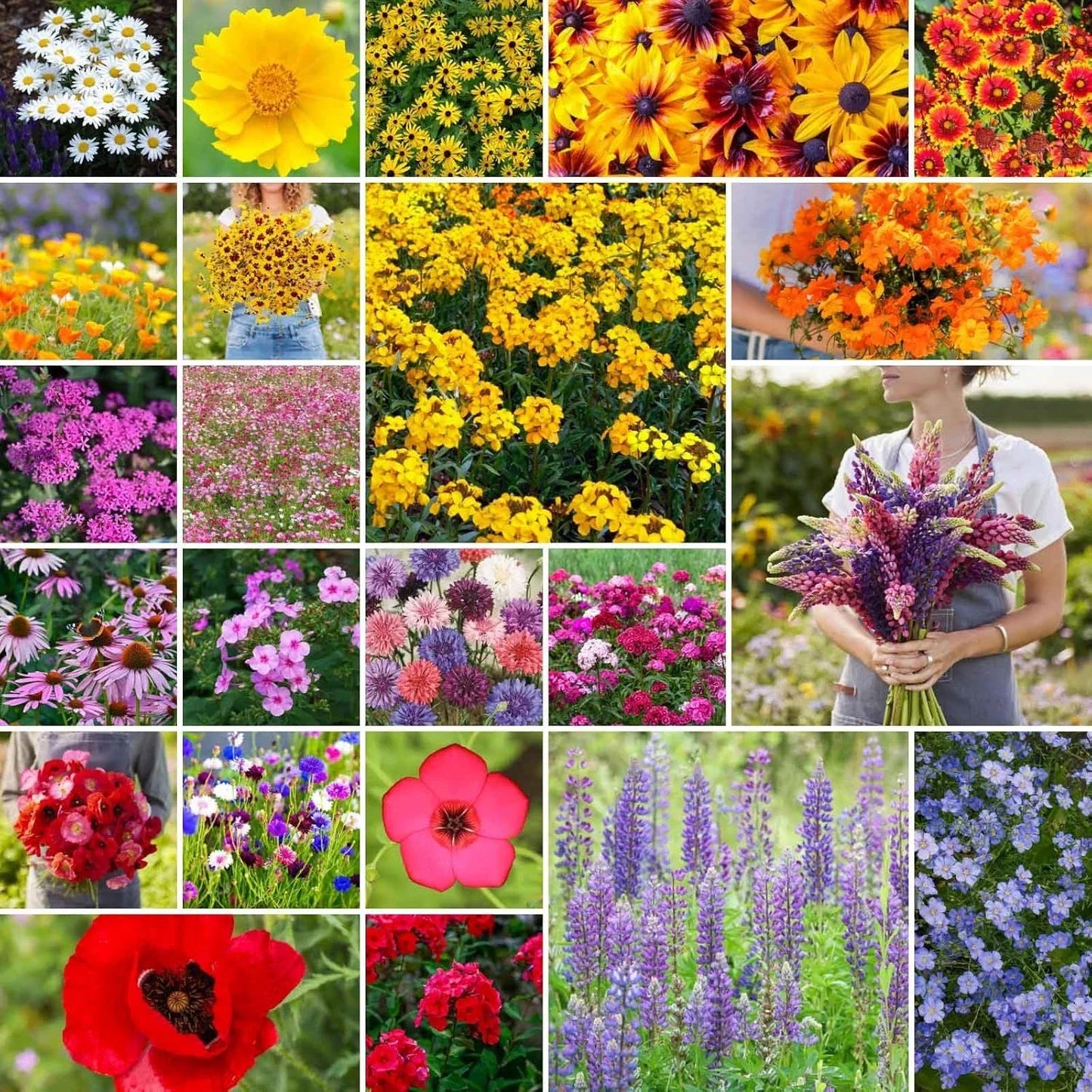 Northeast Wildflower Mixed Seeds, 1/4 lb, Native Pollinator Friendly, Eco-Friendly, Various Species, 120,000+ Seeds