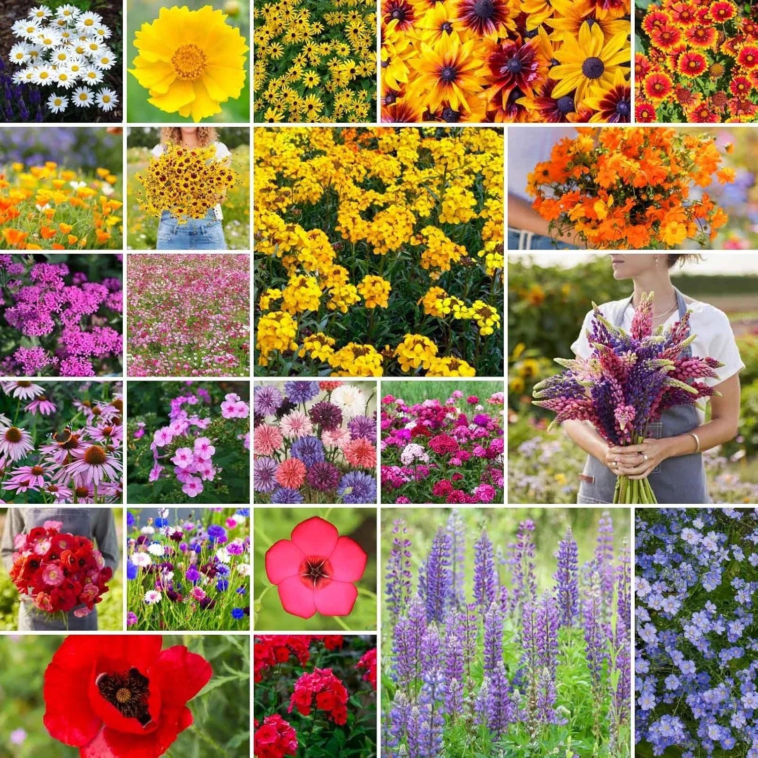 Northeast Wildflower Mixed Seeds, 1/4 lb, Native Pollinator Friendly, Eco-Friendly, Various Species, 120,000+ Seeds