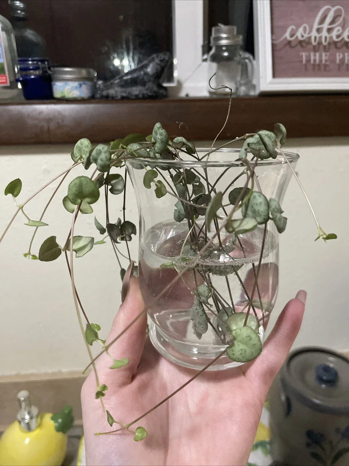 String of Hearts Cuttings 6" - Ceropegia woodii - Propagated & Rooted for Easy Planting - Perfect for Indoor/Outdoor Gardens