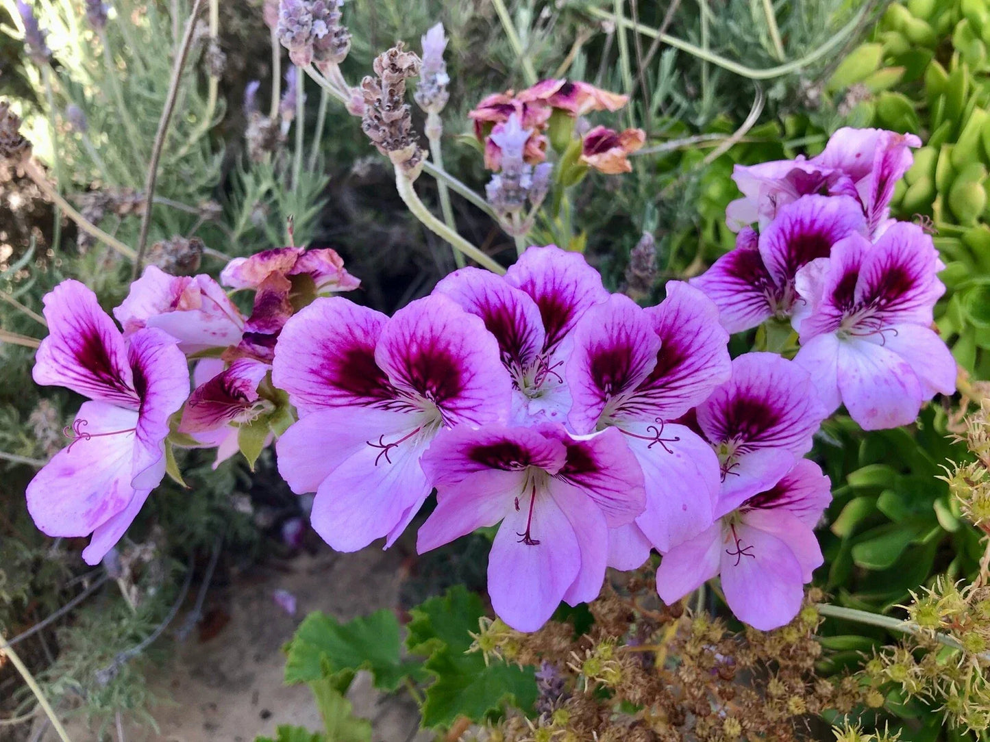Lavender Purple Pelargonium Fancy Regal Geranium 6" Live Plant Cutting - Pelargonium x hortorum - Indoor/Outdoor Container Plant