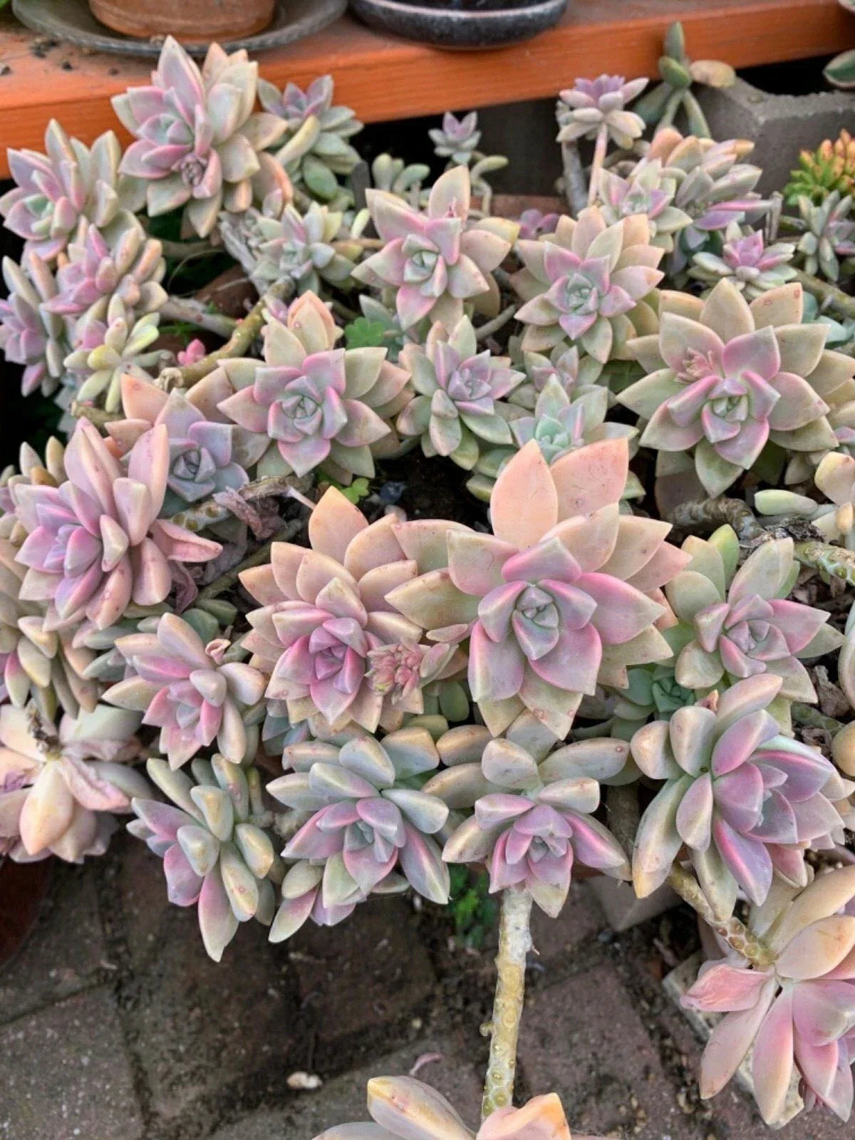 Graptopetalum Paraguayense Cuttings - 3 Live Ghost Plant Succulent Cuttings for Propagation and Gardening