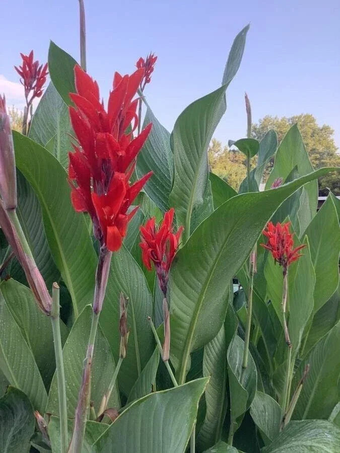Canna Lily Tuber Bulbs 4-Pack, Big Red Flowers, Tropical Green Foliage, Canna indica - Organic Garden Plants