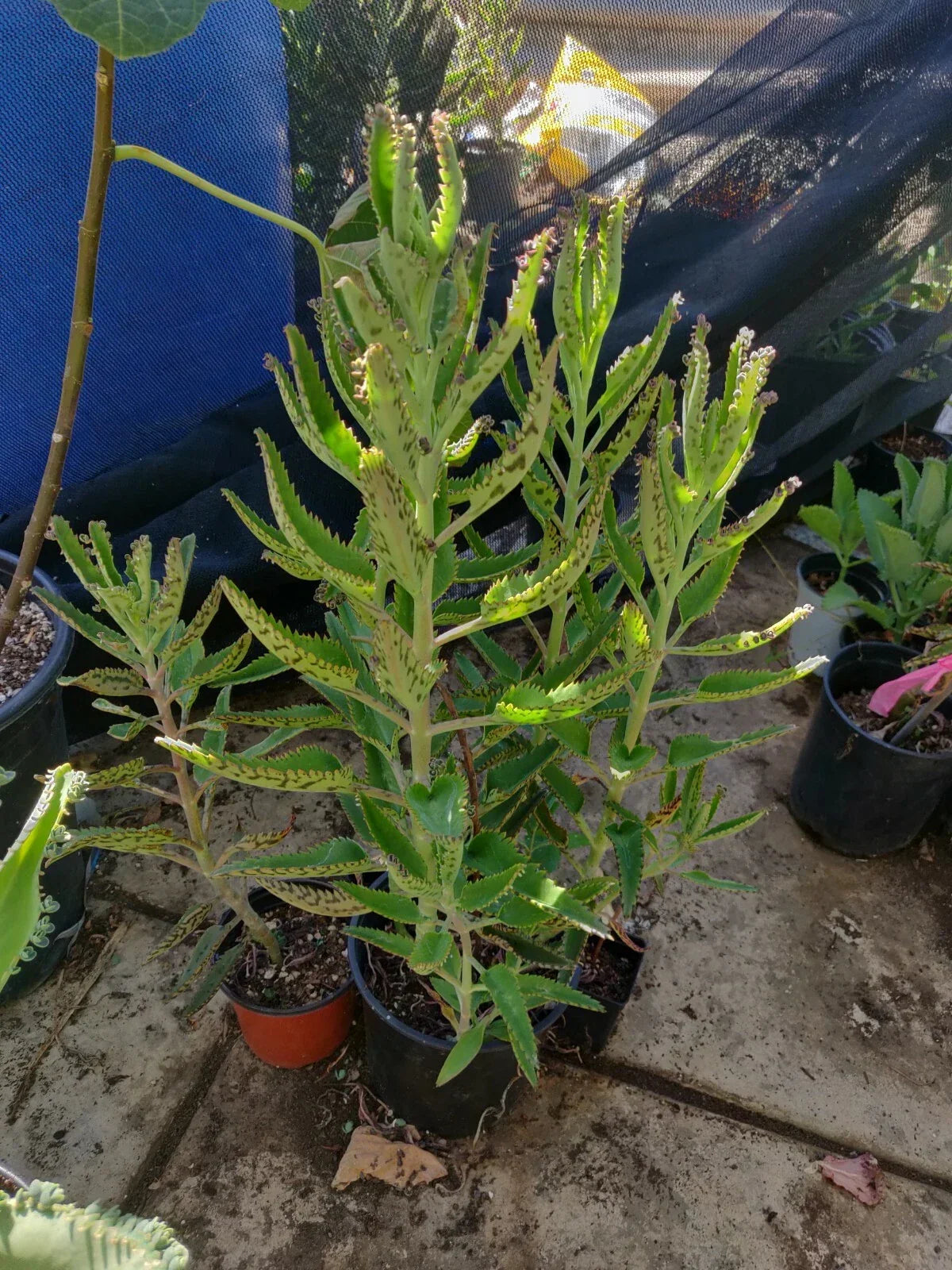 15 Organic Kalanchoe Aranto Plants - Mother of Thousands, Kalanchoe daigremontiana - Ideal for Indoor Succulent Gardens