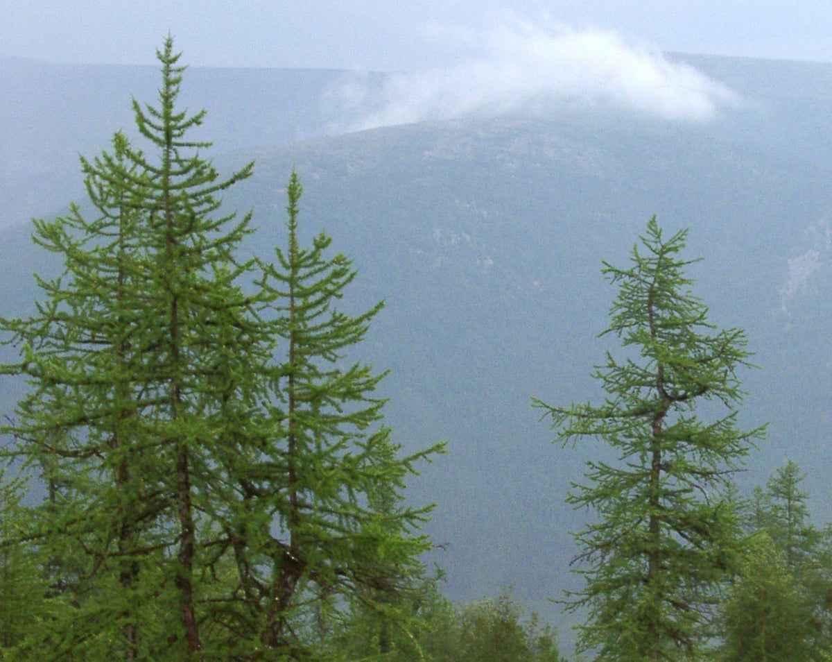 Siberian Larch Seeds - 40 Seeds - Larix sibirica - Hardy Conifer for Landscaping & Reforestation
