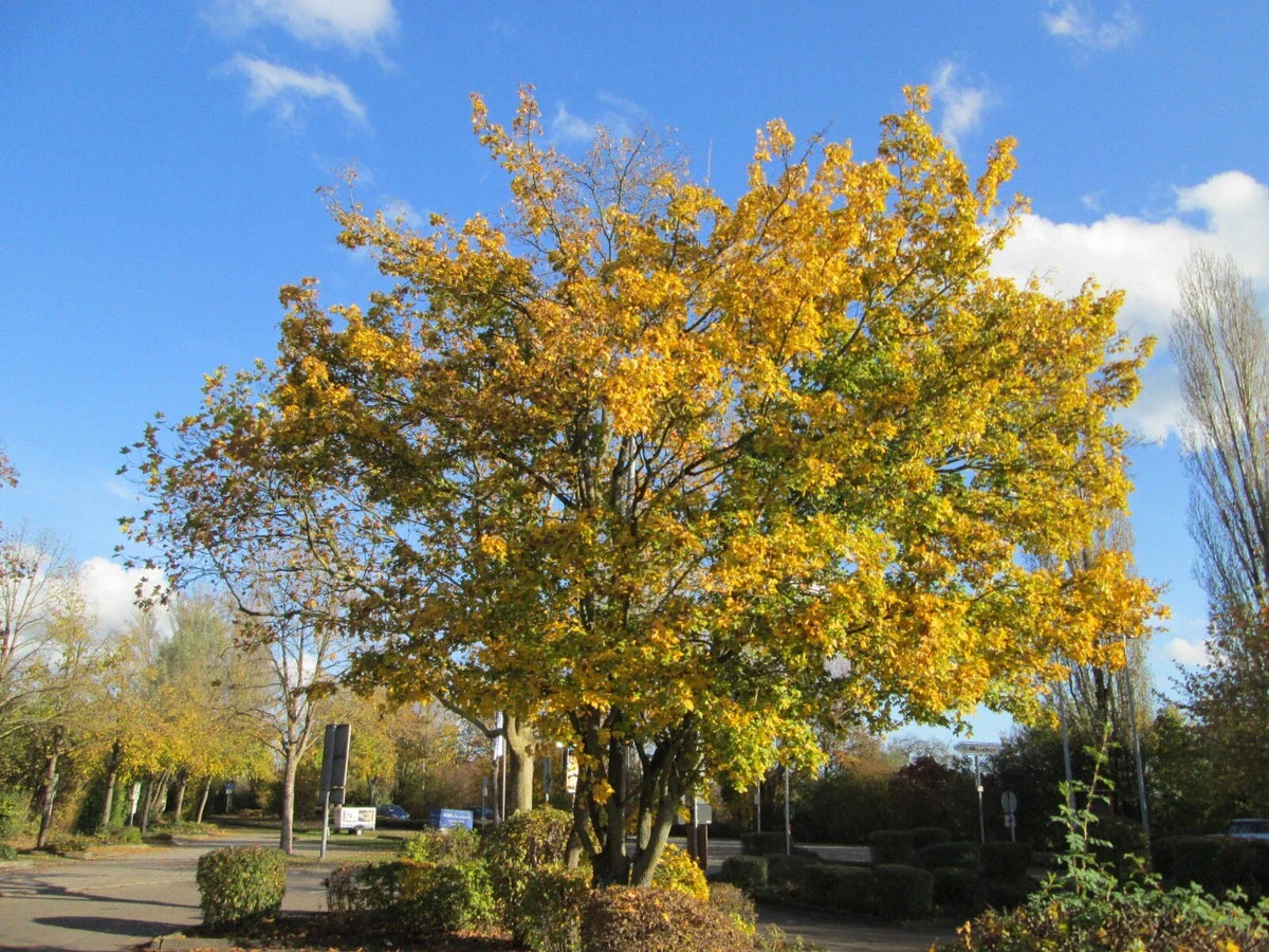 Acer Campestre Hedge Maple Tree Seeds - 50 Non-GMO Seeds for Hedges, Privacy Screens - Hardy Variety, Free Shipping