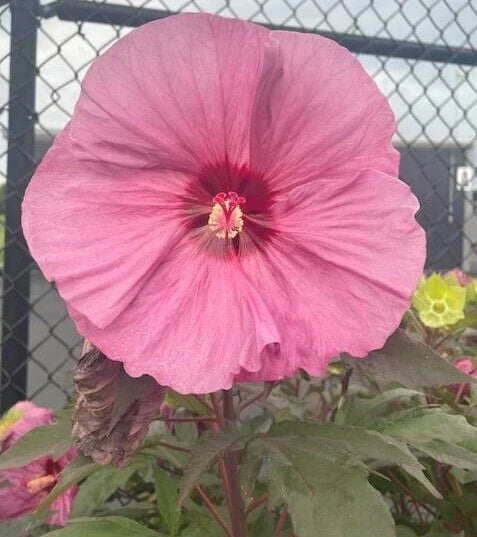 Honeymoon Rose Hardy Hibiscus Seeds - Dinner Plate - 20+ Heirloom Seeds - Hibiscus moscheutos - Pink Flowering Perennial