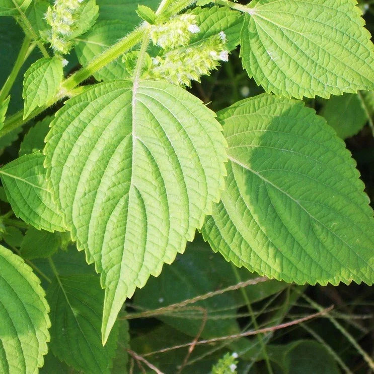 Green Perilla Seeds - Shiso Japanese Mint Basil - Perilla frutescens - 2025 Variety - Non-GMO Herb Seed Packet (200 seeds)