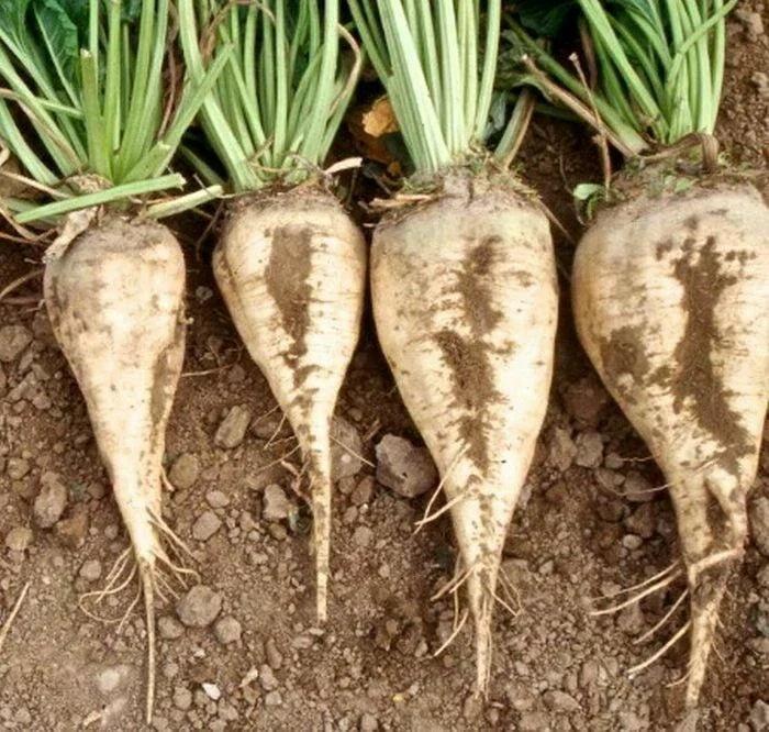 Sugar Beet Seeds 100 Ct Non-GMO Heirloom Vegetable Seeds, Beta vulgaris, USA Grown for Home Gardening