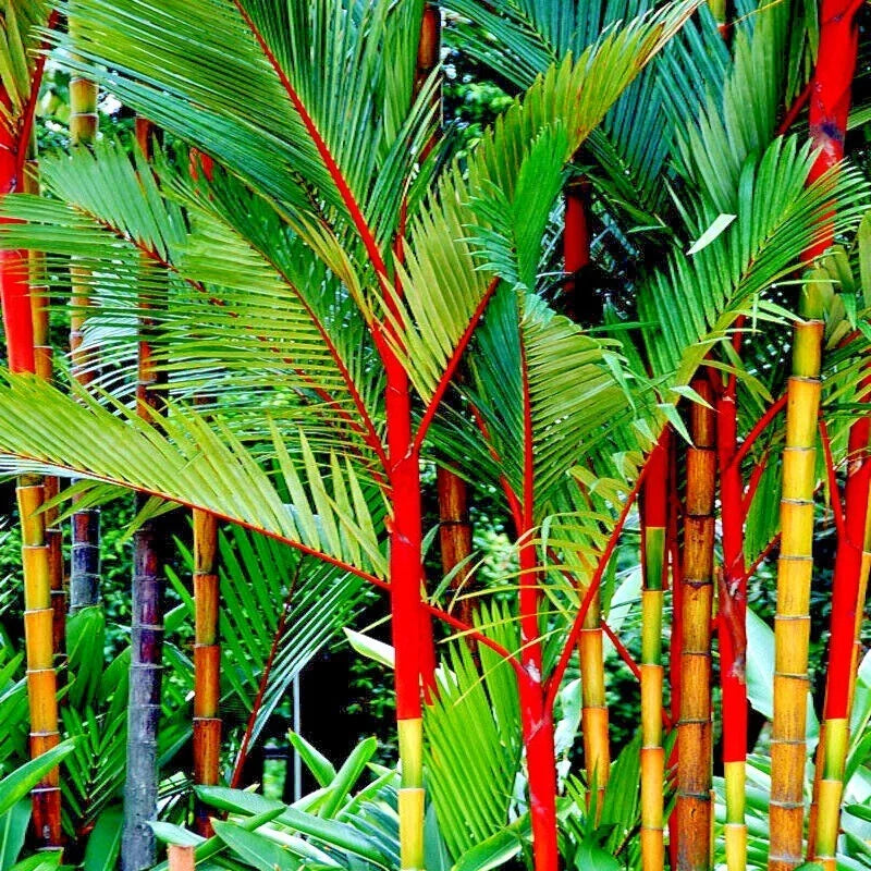 10 Red Sealing Wax Palm Tree Seeds - Cyrtostachys renda - Indoor Gardening Seeds for Unique House Plants