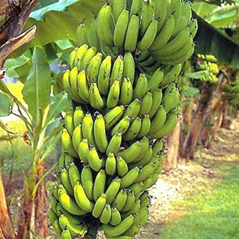 Gran Nain Banana Tree Starter Plant - Rooted Musa acuminata - Popular Tropical Banana Plant for Home Gardening