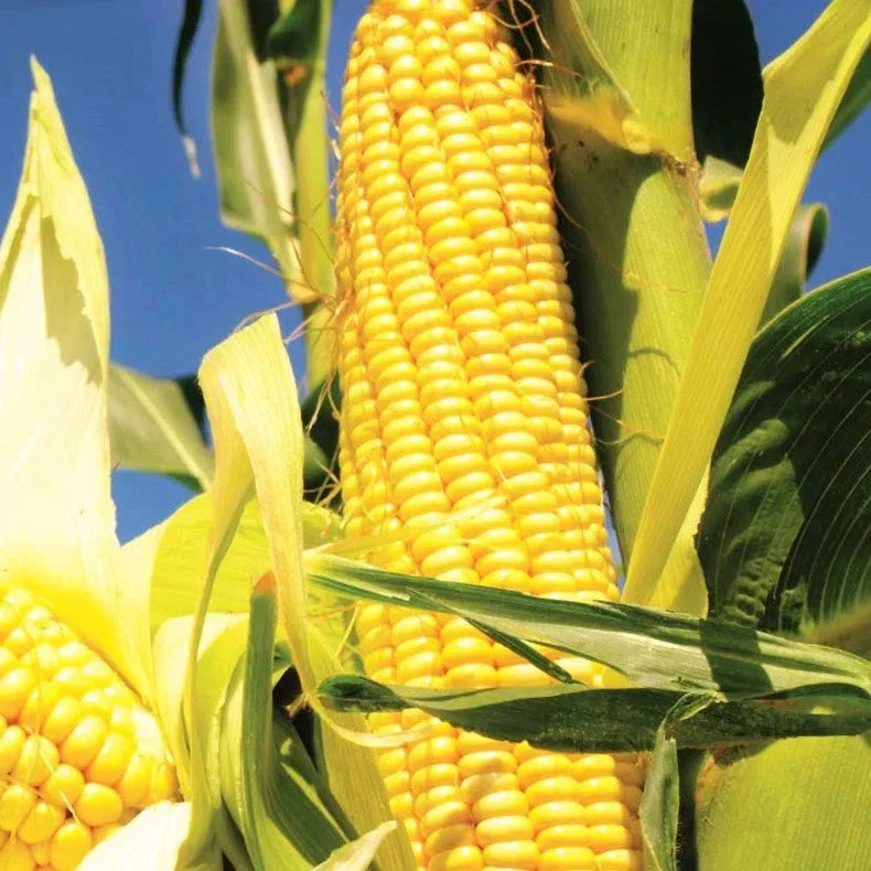 Early Sunglow Sweet Corn Seeds - 50 Pack SU Sugary Hybrid for Fast Growth - Zea mays - Ideal for 2025 Planting