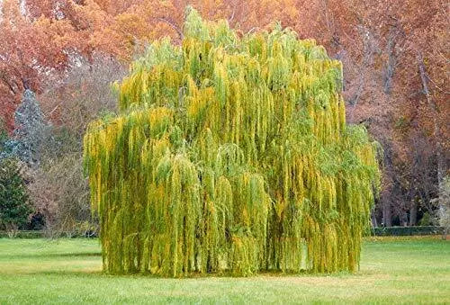 Golden Weeping Willow Tree Cutting - 5 Foot - Salix babylonica - Ornamental Plant for Garden - Ready to Plant