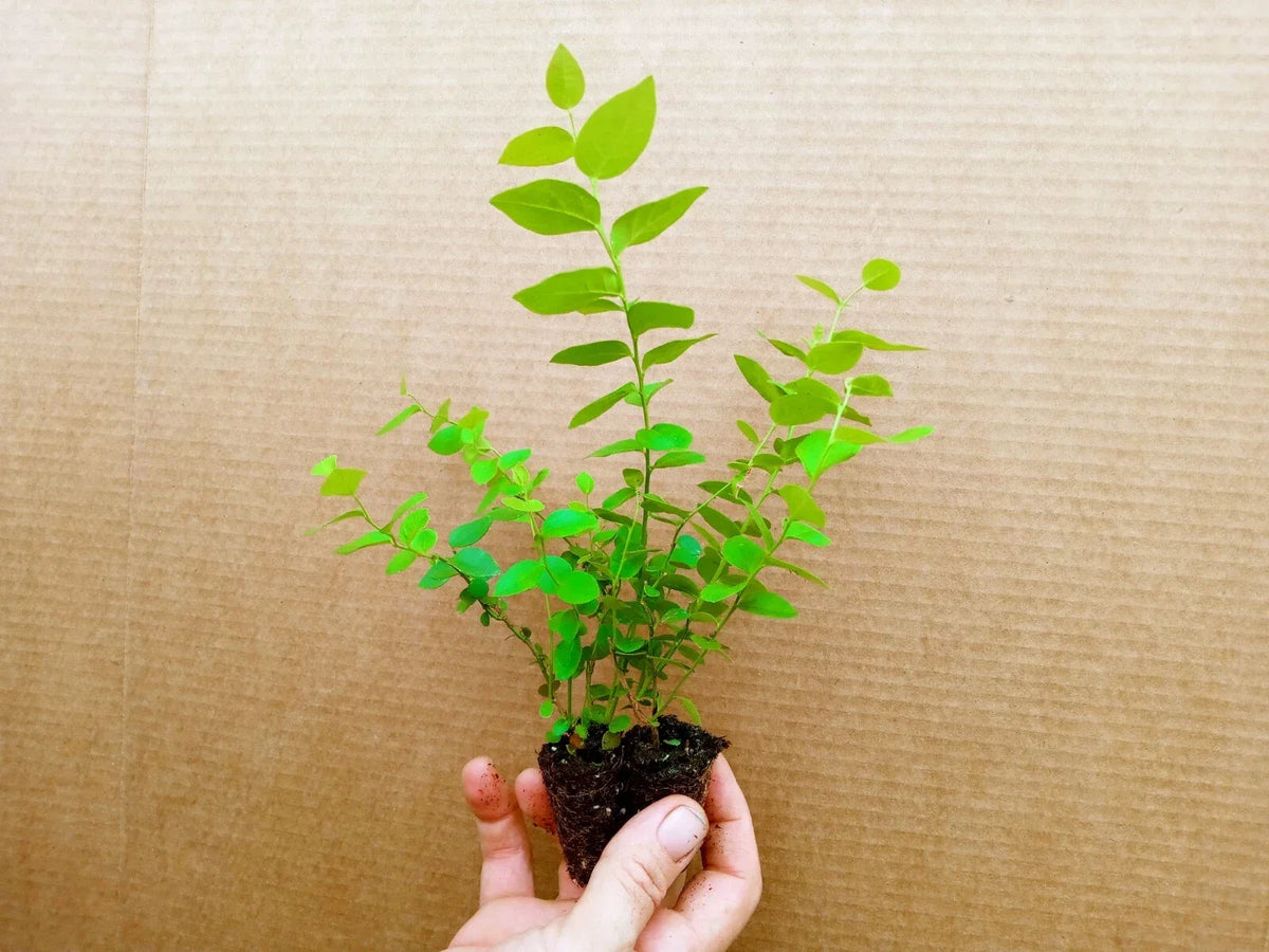 Biloxi Blueberry Starter Plants 2-Pack, Vaccinium corymbosum, Compact Bush, Healthy Live Plants for Garden or Containers