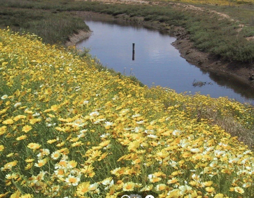Garland Daisy Flower Seeds - 2000+ Pack - Bright Yellow Blooms - Bellis perennis - Non-GMO, Easy to Grow