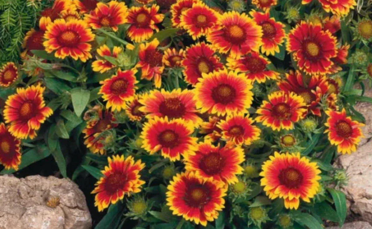 Gaillardia Starter Plants, 4 Plugs, Arizona Sun, Fiery Orange with Yellow Tips, Gaillardia x grandiflora, Perennial, Drought Tolerant