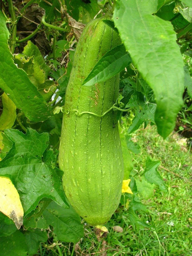 Luffa Gourd Seeds 10 Ct - Heirloom Non-GMO Sponge Vegetable - Luffa cylindrica - USA Grown