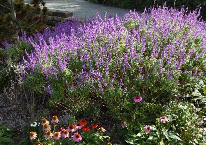 Mexican Sage Starter Plant 6-10" Purple Flowers Salvia leucantha 'Santa Barbara' Drought Tolerant Full Sun Garden Plant