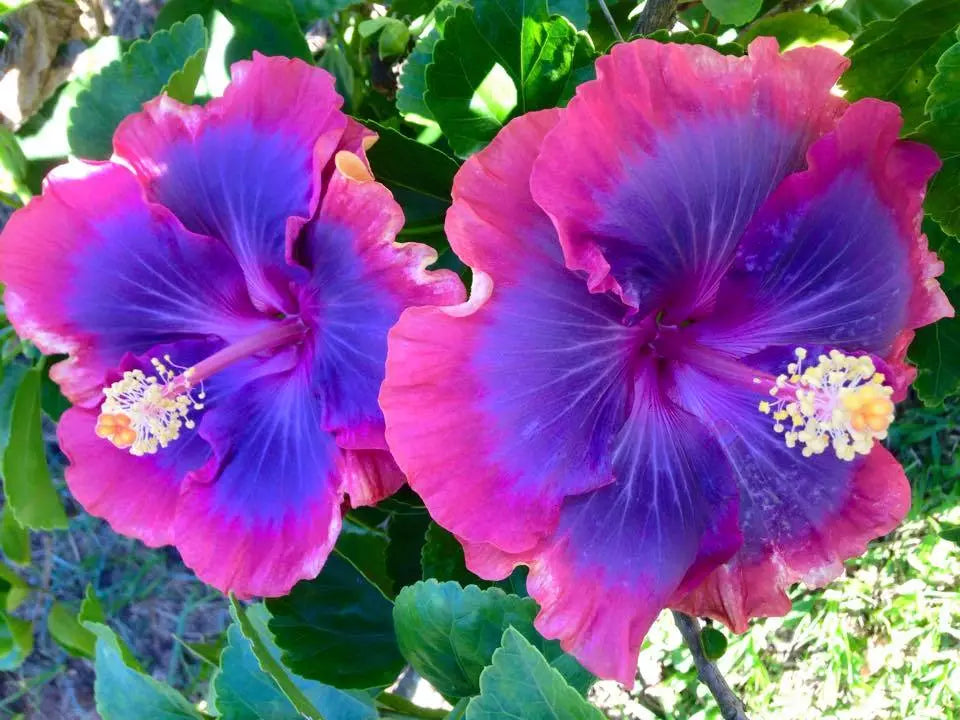 Hibiscus Seeds 20 Pack Pink Purple Blue Perennial Flowers Hibiscus rosa-sinensis for Garden and Landscape