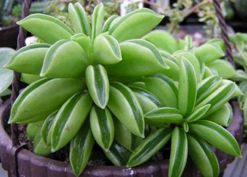 Rare Peperomia Dolabriformis Plant - 2" Indoor Houseplant - Unique Prayer Plant - Peperomia dolabriformis - Low Maintenance
