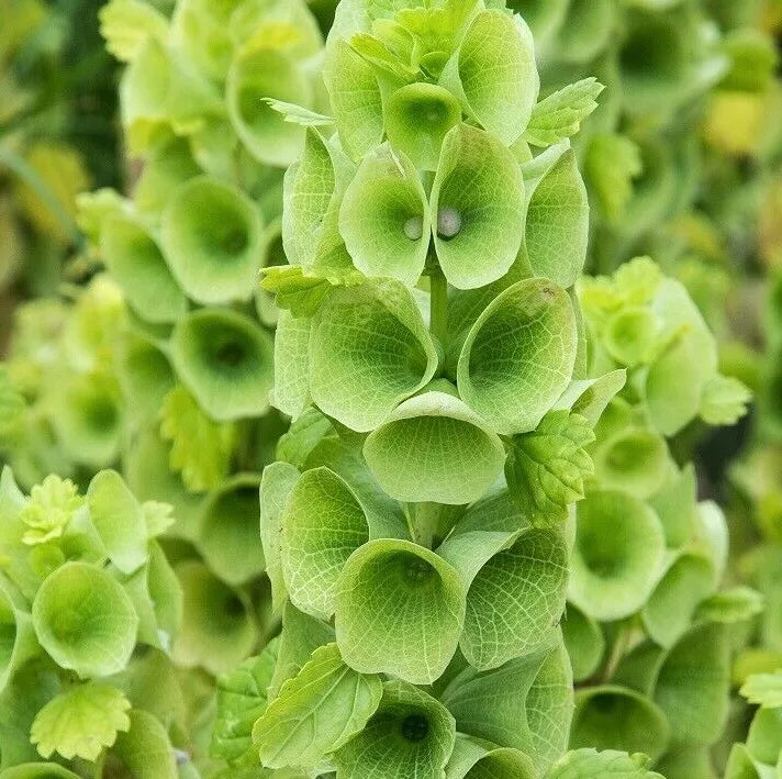 Bells of Ireland Flower Seeds, 100+ Seeds, Green Blooms, Moluccella laevis, Easy to Grow, Ideal for Garden & Arrangements