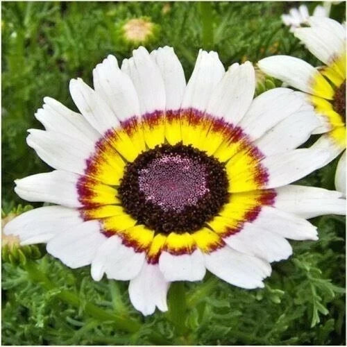 Chrysanthemum Seeds - 200+ Tri-Color Painted Daisy - Chrysanthemum carinatum - Vibrant Blooms for Garden & Patio Containers