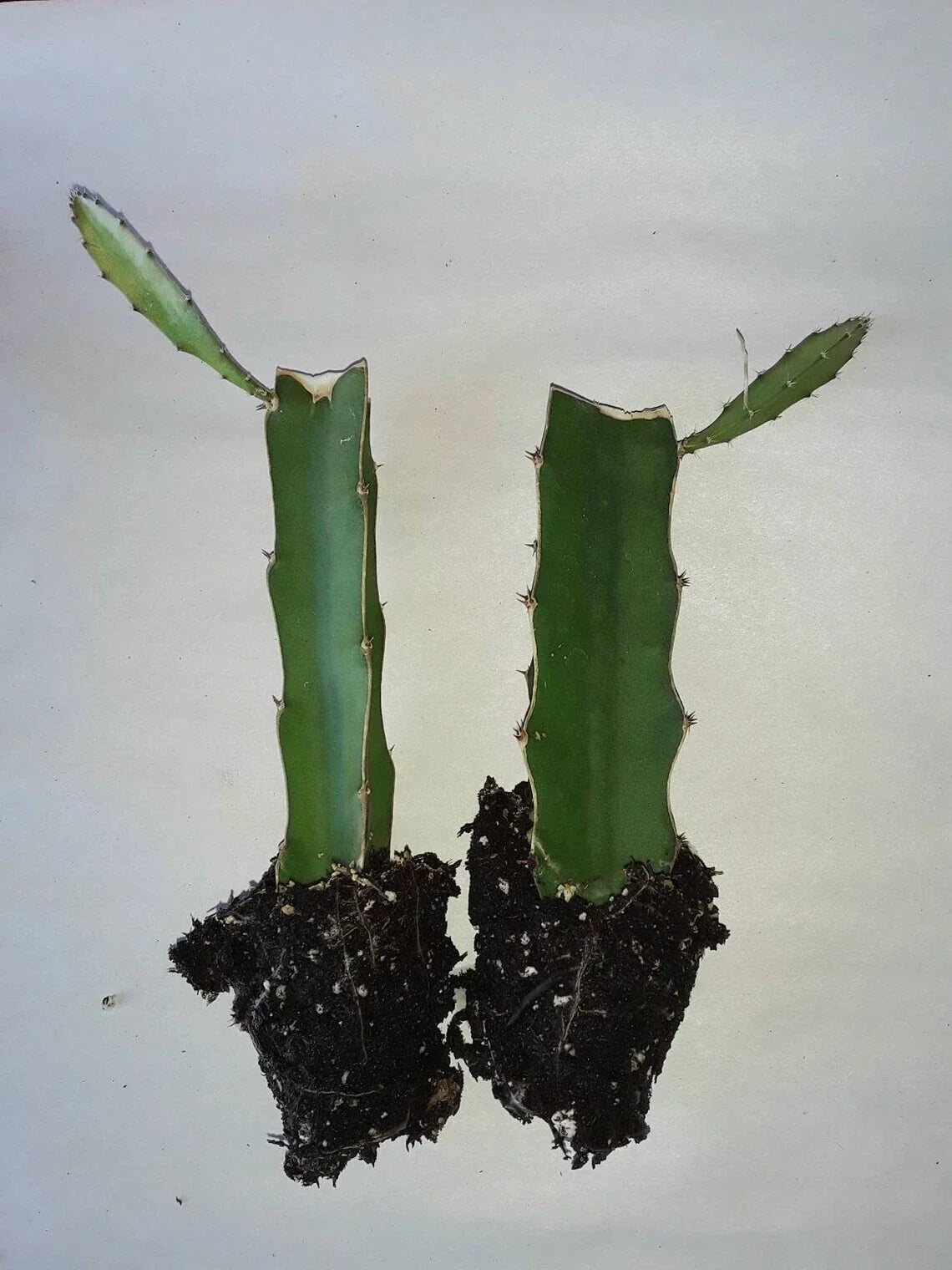 Dragon Fruit Cactus 2pk Rooted Cuttings, Pitaya Plant Hylocereus undatus, Tropical Edible Gardening, Perfect for Containers