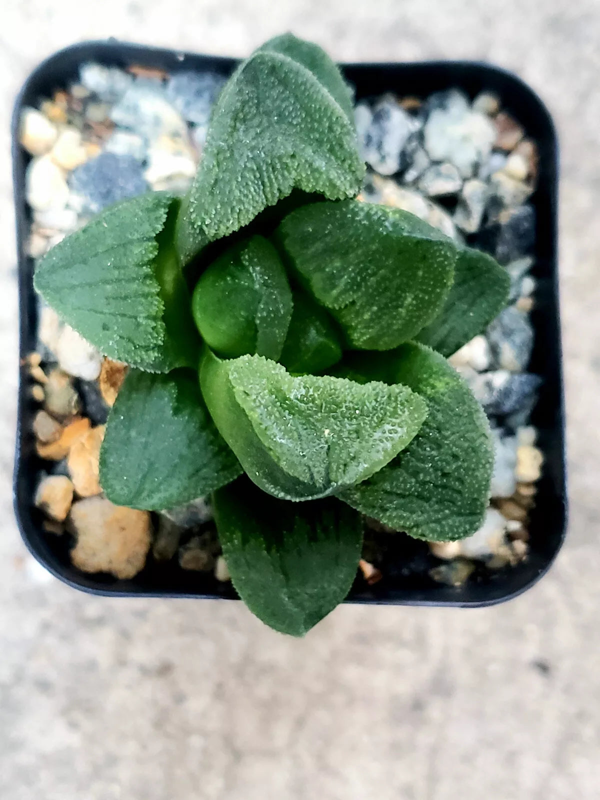 Haworthia Emelyae 'Emerald' 2" Potted Plant - Rare Korean Hybrid Succulent - Compact Emerald Green Leaves