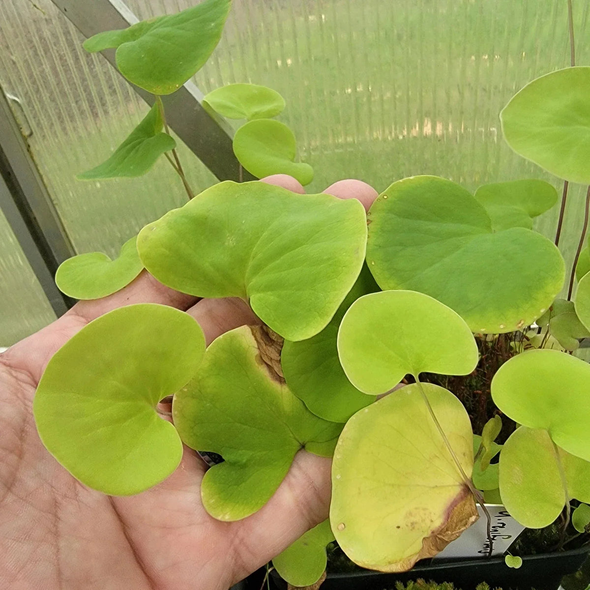 Utricularia reniformis Plant Cutting - Established Roots - Highland Aquatic Bladderwort - Carnivorous Plant for Terrariums