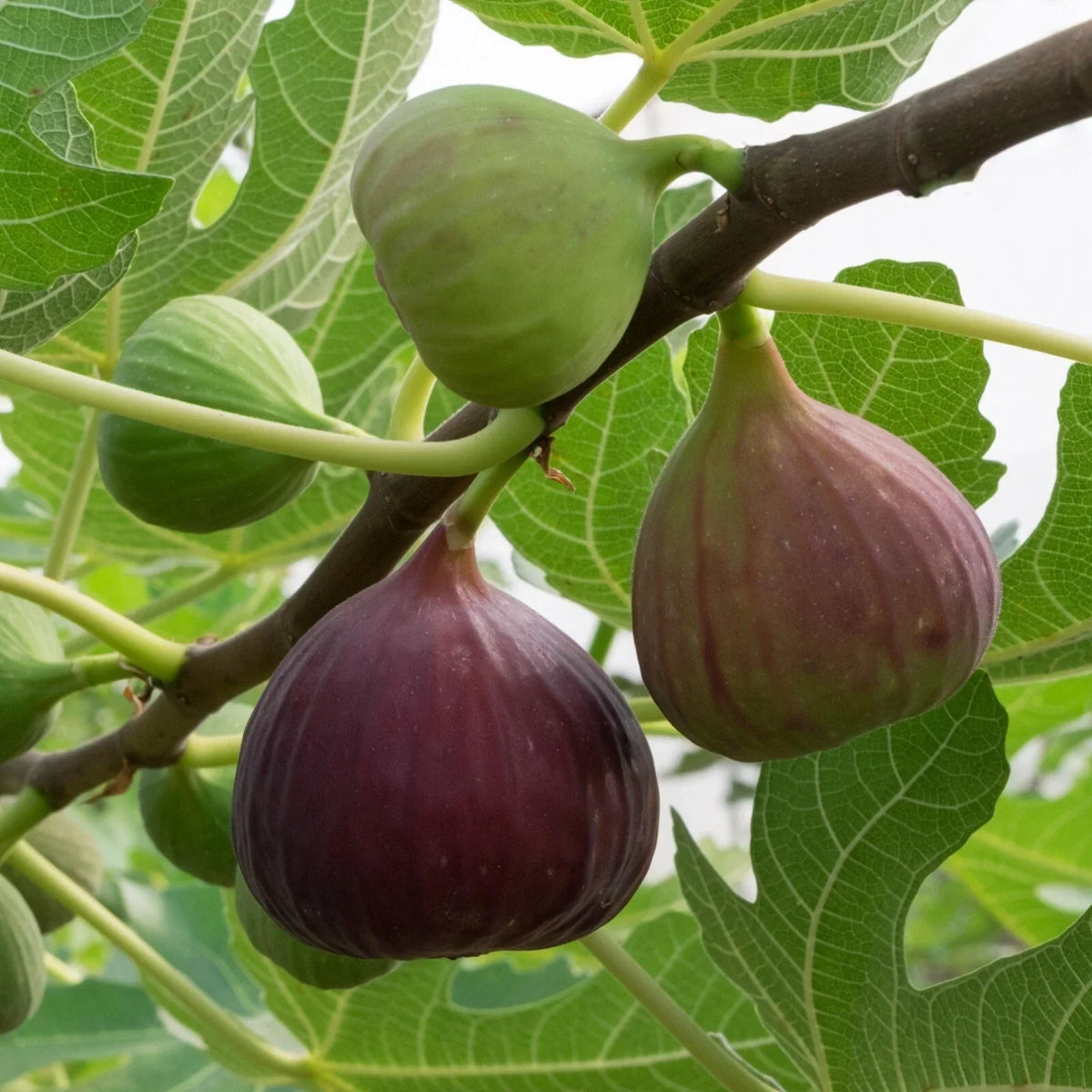 Live Rooted Fig Plant - Large, Self-Pollinating, Edible Shrub, Ficus carica, Ideal for Potted Growth, Cold Hardy, Zones 7-9