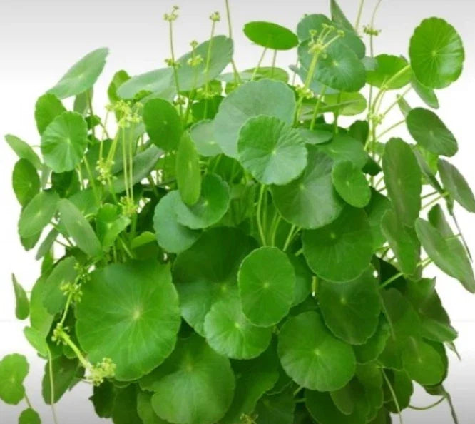 Pennywort Herb Seeds 50 Organic Heirloom Centella asiatica Non-GMO Gardening Culinary Use