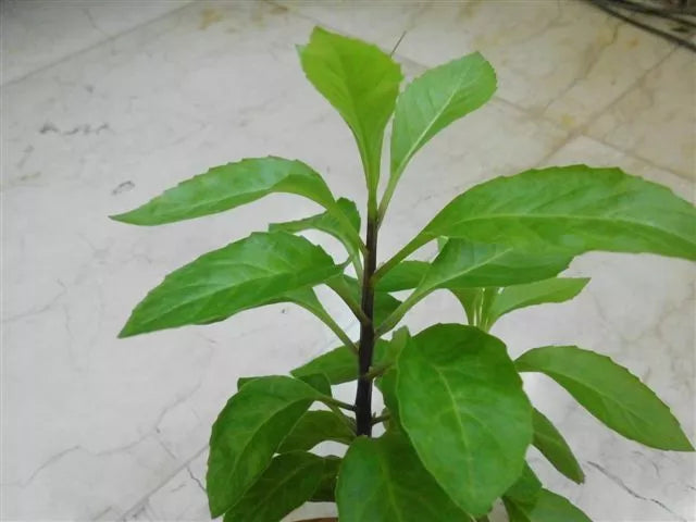 Longevity Spinach Starter Plants - 10 Pack - Gynura Procumbens - Nutritious Edible Ground Cover - Attractive Green Leaves