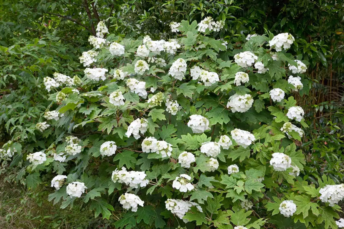 Live Plant 14 Inch Snow Queen Oakleaf Hydrangea - White Flowers - Hydrangea quercifolia 'Snow Queen' - Zones 5-9