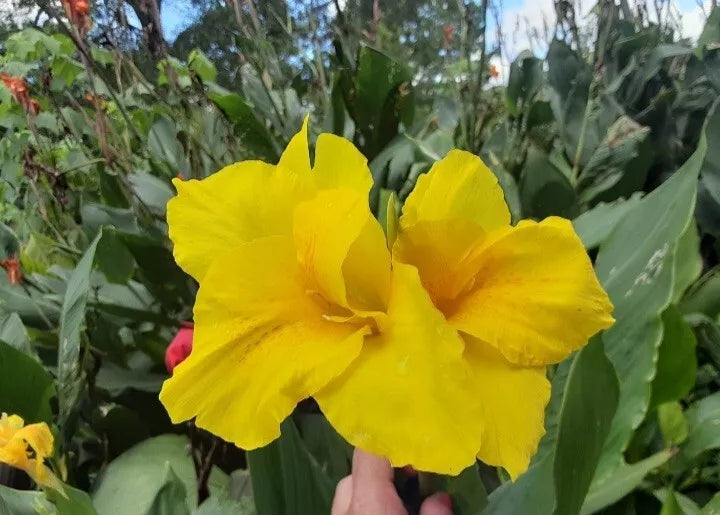 Canna Lily Bulbs 3 Count - Banana Punch, Rich Yellow Flowers, Deep Green Foliage, Canna indica