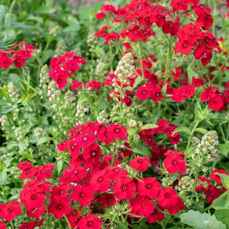 Coccinea Phlox Seeds - 100+ Pack - Vibrant Red & Pink Flowers - Phlox coccinea - USA Grown, Non-GMO, Easy to Grow