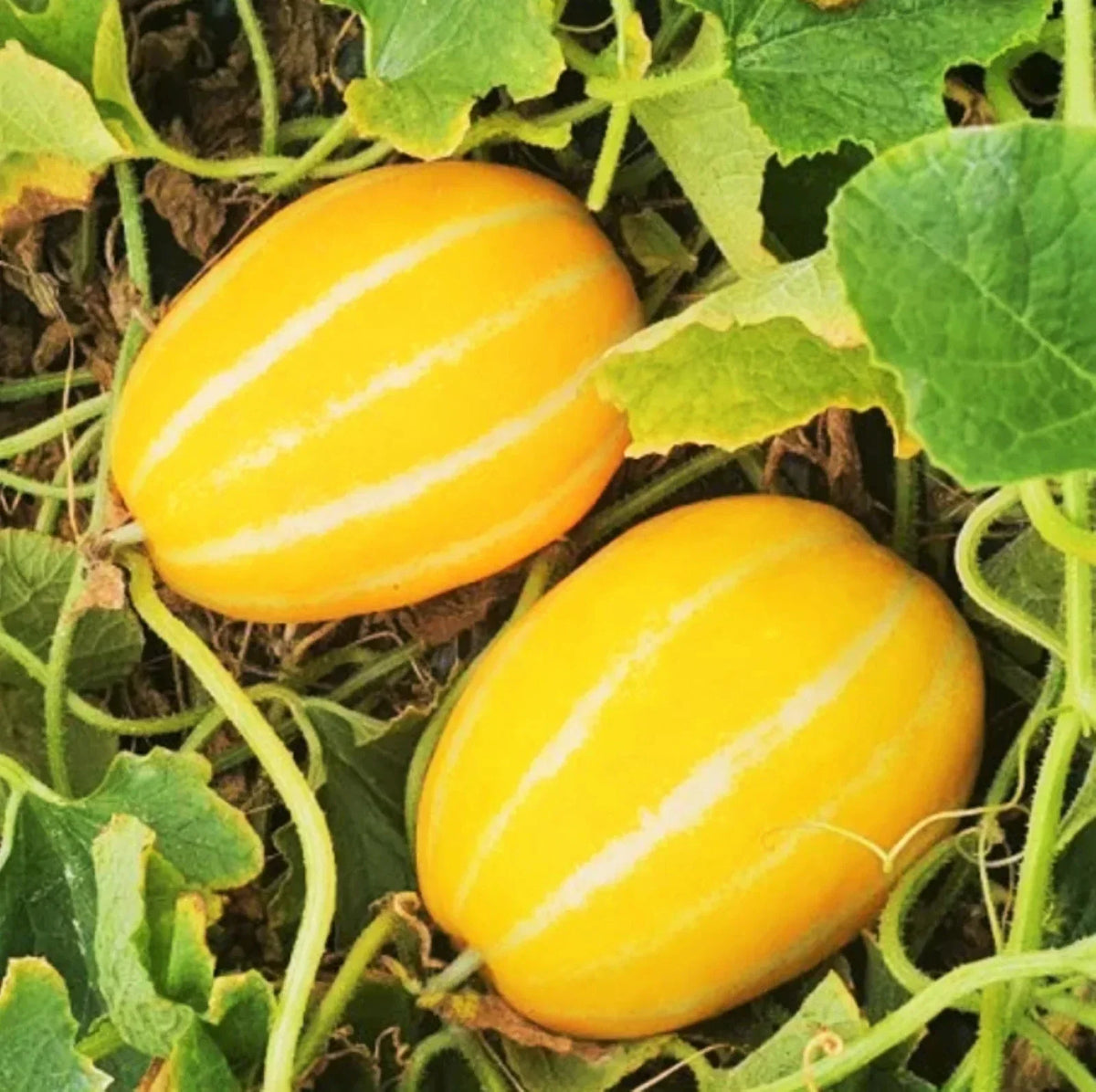 Korean Melon Seeds - 20 Pack - Early Silver Line Yellow White Stripe - Cucumis melo var. makuwa - Non-GMO for 2025 Planting